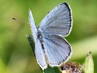 Sdlicher Kurzgeschwnzter Bluling Cupido alcetas Provencal Short-tailed Blue