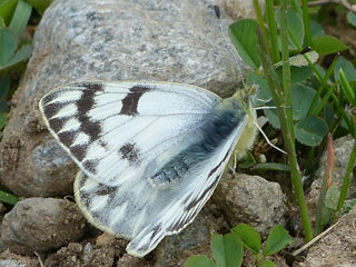 Alpen-Weiling Pontia callidice Peak White