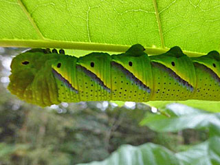 Acherontia styx  Eastern Death's Head hawkmoth