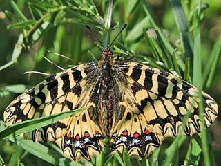 (Sdlicher) Osterluzeifalter Zerynthia polyxena Southern Festoon