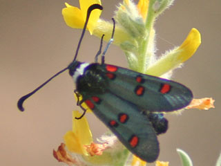 Zygaena lavandulae
