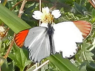 Colotis evagore  Desert Orange Tip