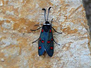 Zygaena lavandulae