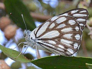 Belenois aurota