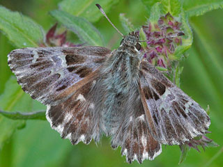 Heilziest-Dickkopffalter Carcharodus flocciferus Tufted Marbled Skipper Carcharodus orientalis