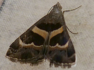 Prodotis stolida Geometrician