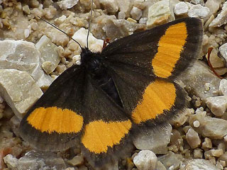 Riesengebirgsspanner Psodos quadrifaria (21057 Byte)