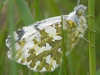 Gesprenkelter Gebirgs-Weiling   Euchloe simplonia