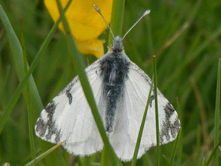 Gesprenkelter Gebirgs-Weiling   Euchloe simplonia