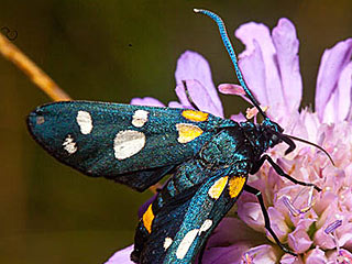 Vernderliches Widderchen Zygaena ephialtes Blutstrpfchen