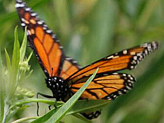 Monarch  Danaus plexippus Milkweed