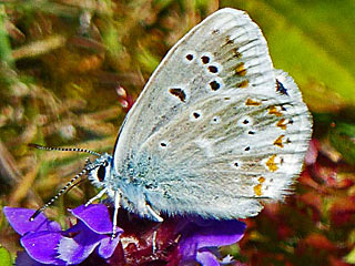 Wundklee-Bluling Polyommatus dorylas Turquoise Blue