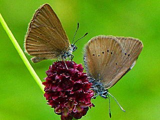Dunkler Wiesenknopf-Ameisenbluling Glaucopsyche (Maculinea) nausithous Dusky Large Blue