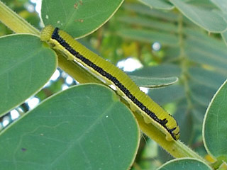 Catopsilia florella African Migrant  Raupe
