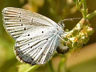 Sdlicher Kurzgeschwnzter Bluling Cupido alcetas Provencal Short-tailed Blue