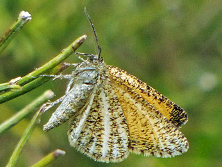 Isturgia limbaria (FABRICIUS, 1775) - Schwarzgesumter Besenginsterspanner Frosted Yellow 