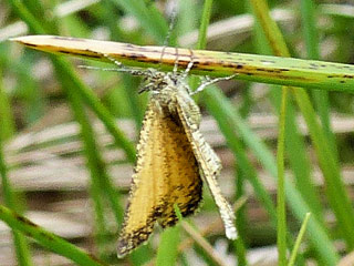 Isturgia limbaria (FABRICIUS, 1775) - Schwarzgesumter Besenginsterspanner Frosted Yellow 