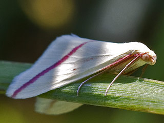 Rhodometra sacraria The Vestal