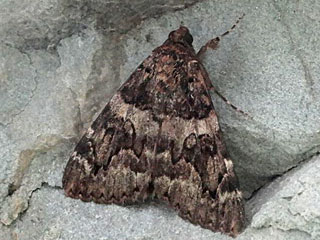 Catocala coniuncta , conjuncta , schmetterling, Ordensband