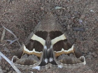 Prodotis stolida Geometrician