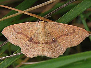 Cyclophora porata  Eichenbusch-Ringelfleckspanner False Mocha