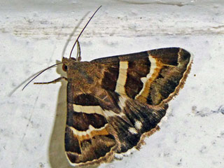 Prodotis stolida Geometrician