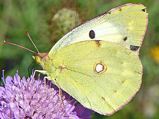 Colias alfacariensis Hufeisenklee-Weiüling, Bergers Clouded Yellow