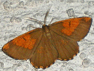 Angerona prunaria Schlehenspanner Orange Moth