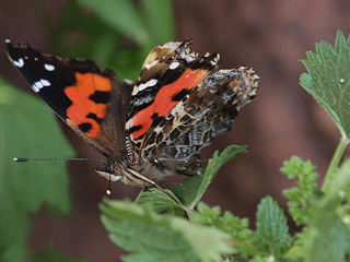 Kanarischer Admiral Vanessa vulcania Canary Red Admiral