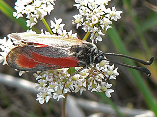 Zygaena erythrus
