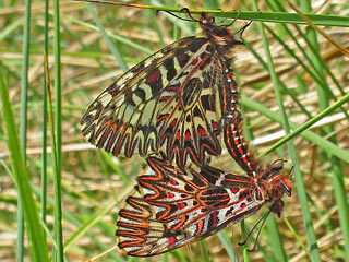 Osterluzeifalter  Zerynthia polyxena  Southern Festoon