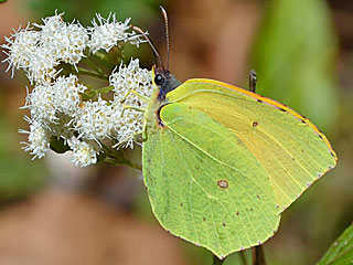 Gonepteryx maderensis