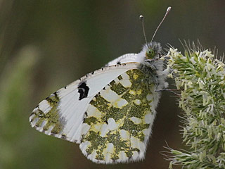 Euchloe crameri Westlicher gesprenkelter Weiling  Western Dappled White