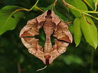 Abendpfauenauge Smerinthus ocellata Eyed Hawk-moth