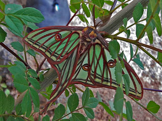 Graellsia isabellae  Isabellaspinner  Spanish Moon Moth