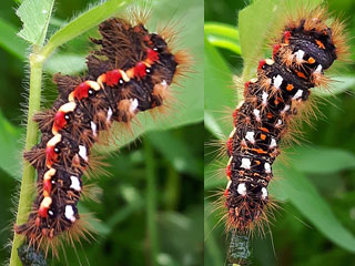 Raupe Ampfer-Eule Acronicta rumicis Knot Grass