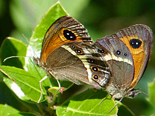Spanischer Ochsenauge Spanish Gatekeeper Pyronia bathseba 