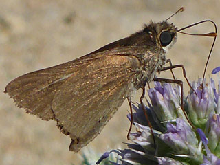 Gegenes pumilio  Gegenes nostrodamus  Pigmy Skipper  Mediterranean Skipper