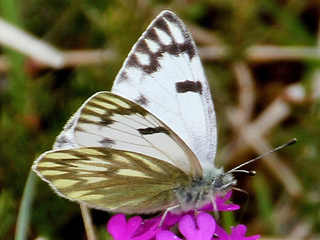 Alpen-Weiling Pontia callidice Peak White