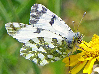 Euchloe ausonia  stlicher gesprenkelter Weiling  Eastern Dappled White