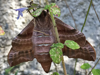 Abendpfauenauge Smerinthus ocellata Eyed Hawk-moth