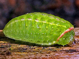 Raupe  Grosser Schneckenspinner (Schildmotte) Apoda limacodes The Festoon