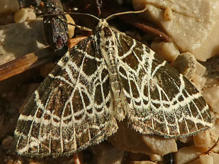 Eustroma reticulata  Netzspanner Netted Carpet