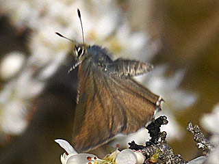 Grner Zipfelfalter Oberseite Brombeer-Zipfelfalter Callophrys rubi Green Hairstreak