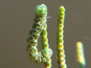 Thera cupressata  Zypressenspanner  Cypress Carpet