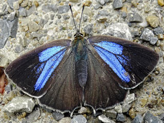 Männchen  Blauer Eichenzipfelfalter Neozephyrus quercus Purple Hairstreak