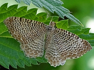  Hydria undulata  Wellenspanner  Scallop Shell