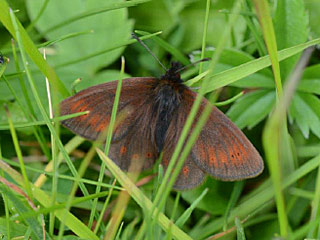 Erebia epiphron  Knochs Mohrenfalter  Mountain Ringlet