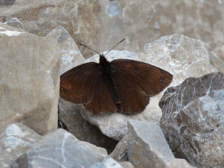 Erebia pluto  Eismohrenfalter  Sooty Ringlet