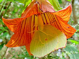 Teneriffa-Zitronenfalter Gonepteryx cleobule